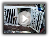 Istrische scharfhaarige Hunde